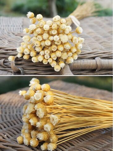 250 Stems Natural Dry Flowers Brazilian Small Star Daisy Decorative Dried Flowers Mini Daisy Chamomile Bouquet for Wedding Floral Arrangements DIY Home Decorations (White ) in Saudi Arabia