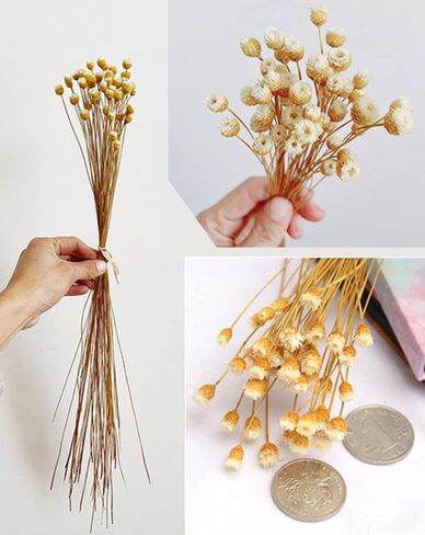 250 Stems Natural Dry Flowers Brazilian Small Star Daisy Decorative Dried Flowers Mini Daisy Chamomile Bouquet for Wedding Floral Arrangements DIY Home Decorations (White ) in Saudi Arabia