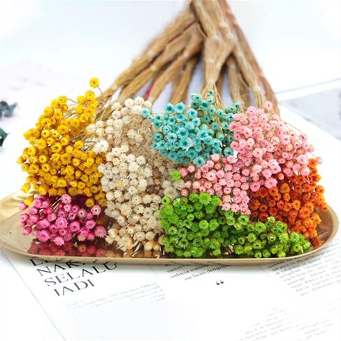 250 Stems Natural Dry Flowers Brazilian Small Star Daisy Decorative Dried Flowers Mini Daisy Chamomile Bouquet for Wedding Floral Arrangements DIY Home Decorations (White ) in Saudi Arabia