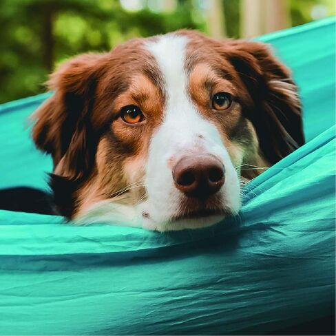 Wise Owl Outfitters Hammock Camping Double & Single with Tree Straps - USA Based Hammocks Brand Gear, Indoor Outdoor Backpacking Survival & Travel - Blue + Bug Net & Rain Tarp in Saudi Arabia