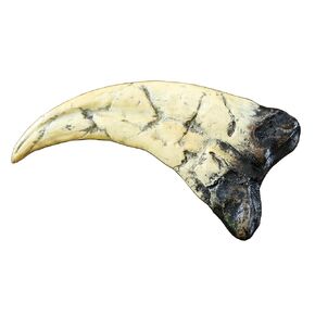 Utahraptor Dinosaur Life Size Raptor Claw Fossil Replica