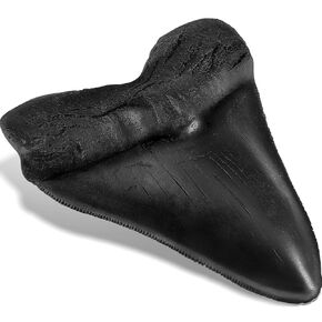 5.5 Inch Shark Tooth Megalodon Tooth Fake Shark Teeth Fossils Replica for Home Table Shelf Display Decor Megalodon Collection Adults Megalodon Toy Shark Lover Gift(Black)