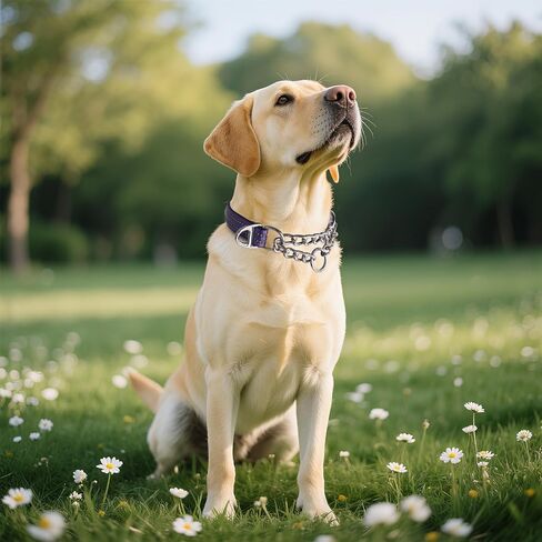 Martingale Collar for Dogs with Chain,Choker Dog Collar for Large Dogs in Kuwait