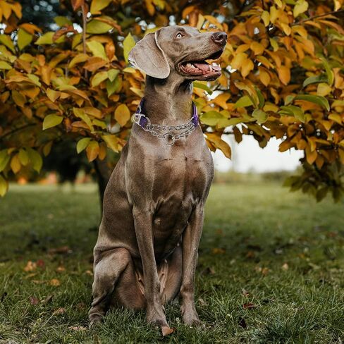 Martingale Collar for Dogs with Chain,Choker Dog Collar for Large Dogs in Kuwait