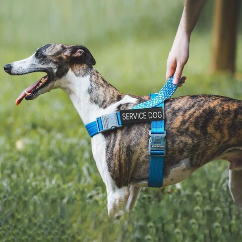 لا تقم بتصحيح Pet 2 PCS معرف خدمة الكلب التي تعلق بسهولة على ذوي الياقات البيضاء ، وتسخير (متوسطة 1.50 × 5.12) in Kuwait