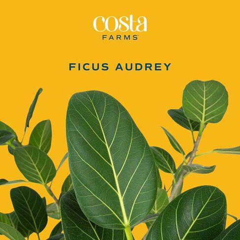 Costa Farms Ficus Live Plants (Pack of 6), Easy to Grow Live Indoor Houseplants, Grower's Choice Collection, Potted in Minimal Decor Plant Pots, Potting Soil, Housewarming Gift, Home and Room Decor in Saudi Arabia