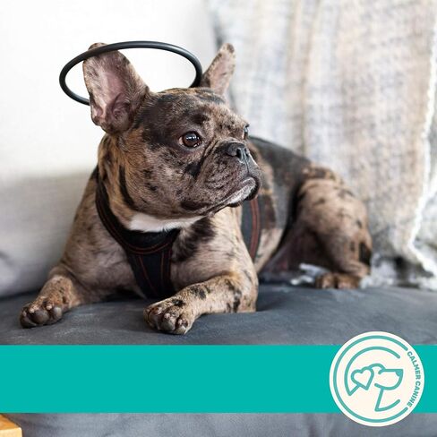 Bundle - 5 in. Anxiety Treatment Device for Dogs with Convenience Vest (XS) in Saudi Arabia