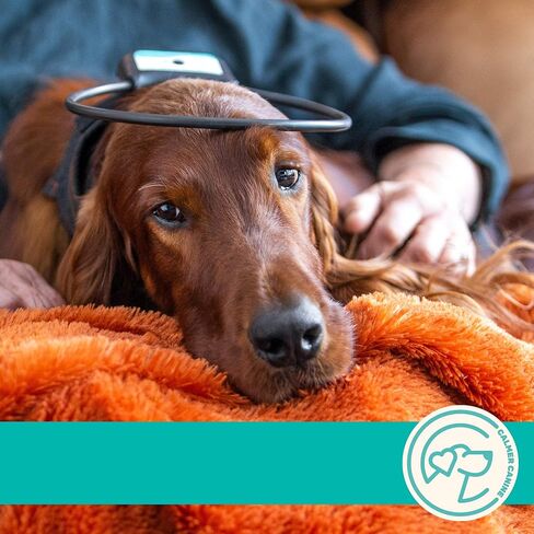 Bundle - 5 in. Anxiety Treatment Device for Dogs with Convenience Vest (XS) in Saudi Arabia
