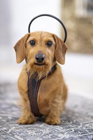 Bundle - 5 in. Anxiety Treatment Device for Dogs with Convenience Vest (XS) in Saudi Arabia