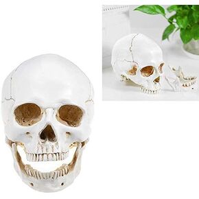 DOC.ROYAL Realistic 1:1 Retro Human Skull Model Life Size Anatomical Medical Teaching Skeleton Head