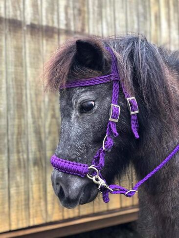 Purple pony bitless bridle pony tack side pull hackamore in Saudi Arabia