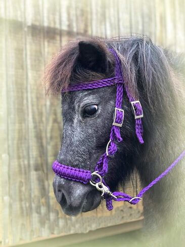 Purple pony bitless bridle pony tack side pull hackamore in Saudi Arabia