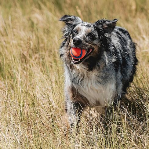 Chuckit! Ultra Squeaker Balls for Dogs, Floating Water Pet Toys, Durable Rubber Pet Toy, Bouncy Squeaky Fetch Balls For Dogs, Pack of 2, Medium (2.5") in Kuwait