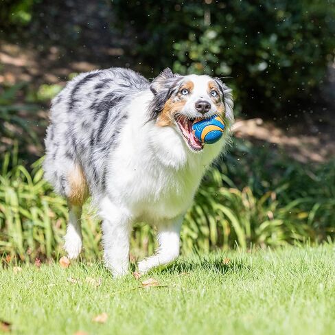 Chuckit! Ultra Squeaker Balls for Dogs, Floating Water Pet Toys, Durable Rubber Pet Toy, Bouncy Squeaky Fetch Balls For Dogs, Pack of 2, Medium (2.5") in Kuwait