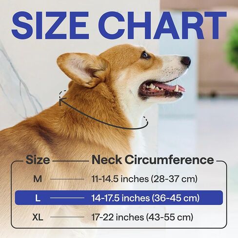 Light Up Dog Collar – Rechargeable, Waterproof, Premium Leather, Blue, Glow in The Dark – Pet Safety Necklace – LED Dog Collar Lights for Dogs Walking at Night, Camping, Traveling – for Large Breeds in Kuwait