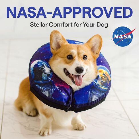 Light Up Dog Collar – Rechargeable, Waterproof, Premium Leather, Blue, Glow in The Dark – Pet Safety Necklace – LED Dog Collar Lights for Dogs Walking at Night, Camping, Traveling – for Large Breeds in Kuwait