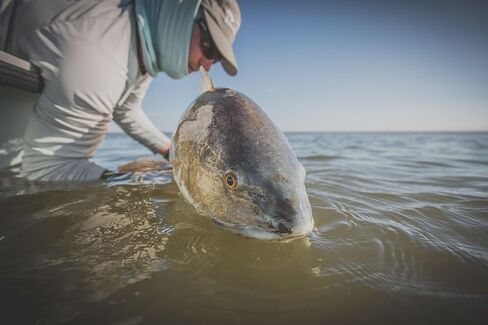 Tropic Plus - خط ذبابة Redfish in Kuwait