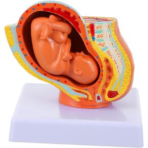 Teaching Medical Model 1pc Embryo Model Anatomy of The Placenta Model Teaching PVC Full-Term Fetus Model Female Pregnancy Embryo Model Uterine Embryo Model for Learning