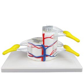 Vision Scientific VAV260 Medical Vertebral & Partial Spinal Cord | 5x Life Size|Longitudinally&Cross Section Showing Grey&White Matter|Nerve Branches