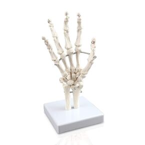 Vision Scientific VAJ210 Right Hand Skeleton with Articulated Joints | Shows Ulna and Radius, Portray Natural Movement of Human Hand | Instruction Manual