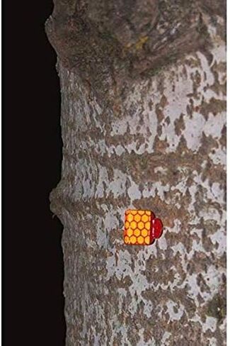Orange Reflective Wing Tacks (Pack of 50) Trail Tacks, Glow Tacks, Hiking Markers, Trail Marking Tacks, Mark Trail Reflective Thumb Tacks for Hunting, Orange Tacks with Included LED Keychain Light in Saudi Arabia
