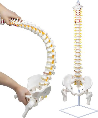 نموذج العمود الفقري المرن من DRZHEAM، مقاس 34.6 بوصة، نموذج الحبل الشوكي بالحجم الطبيعي للعمود الفقري التشريحي المرن مع الفقرات والأعصاب والشرايين والعمود القطني وحوض الذكور لدراسة العلوم أو تعليم المرضى in Kuwait