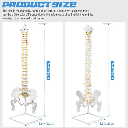 نموذج العمود الفقري المرن من DRZHEAM، مقاس 34.6 بوصة، نموذج الحبل الشوكي بالحجم الطبيعي للعمود الفقري التشريحي المرن مع الفقرات والأعصاب والشرايين والعمود القطني وحوض الذكور لدراسة العلوم أو تعليم المرضى in Kuwait