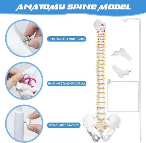 نموذج العمود الفقري المرن من DRZHEAM، مقاس 34.6 بوصة، نموذج الحبل الشوكي بالحجم الطبيعي للعمود الفقري التشريحي المرن مع الفقرات والأعصاب والشرايين والعمود القطني وحوض الذكور لدراسة العلوم أو تعليم المرضى in Kuwait