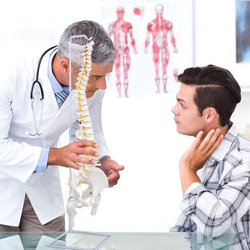 نموذج العمود الفقري المرن من DRZHEAM، مقاس 34.6 بوصة، نموذج الحبل الشوكي بالحجم الطبيعي للعمود الفقري التشريحي المرن مع الفقرات والأعصاب والشرايين والعمود القطني وحوض الذكور لدراسة العلوم أو تعليم المرضى in Kuwait