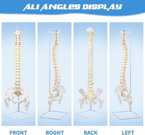 نموذج العمود الفقري المرن من DRZHEAM، مقاس 34.6 بوصة، نموذج الحبل الشوكي بالحجم الطبيعي للعمود الفقري التشريحي المرن مع الفقرات والأعصاب والشرايين والعمود القطني وحوض الذكور لدراسة العلوم أو تعليم المرضى in Kuwait