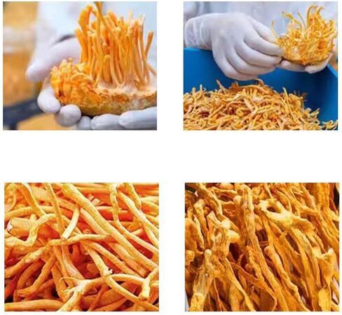 سيفانغدا كورديسيبس زهرة 虫草花/فطر كورديسيبس المجفف ميليتاريس/تشونغ كاو هوا/رأس المسام أورديسيبس ميليتاريس/الشرانق الذهبية كورديسيبس (500 جرام (1.1 رطل)) in Saudi Arabia