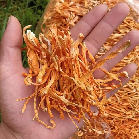سيفانغدا كورديسيبس زهرة 虫草花/فطر كورديسيبس المجفف ميليتاريس/تشونغ كاو هوا/رأس المسام أورديسيبس ميليتاريس/الشرانق الذهبية كورديسيبس (500 جرام (1.1 رطل)) in Saudi Arabia