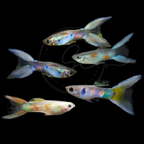 5 Assorted Rare Guppy Live Tropical Freshwater Aquarium Fish in Saudi Arabia