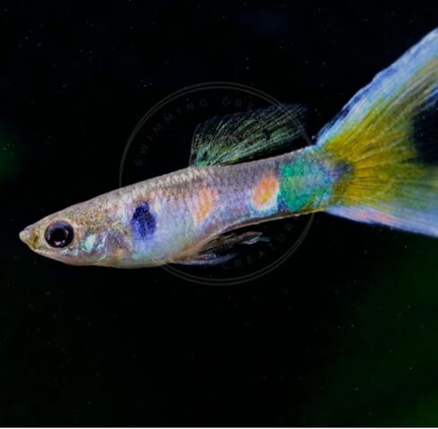 5 Assorted Rare Guppy Live Tropical Freshwater Aquarium Fish in Saudi Arabia