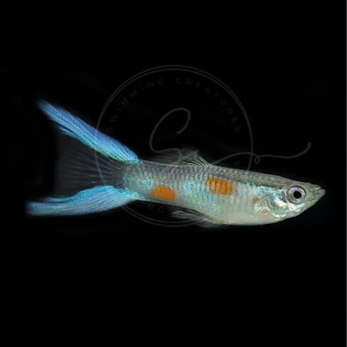 5 Assorted Rare Guppy Live Tropical Freshwater Aquarium Fish in Saudi Arabia