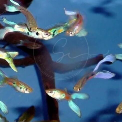 5 Assorted Rare Guppy Live Tropical Freshwater Aquarium Fish in Saudi Arabia