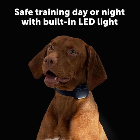 PetSafe Basic Dog Trainer with Remote – Waterproof Training Collar – 300 ft Range – Tone, Vibration and Eight Levels of Static in Saudi Arabia