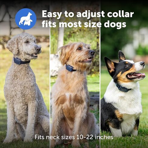 PetSafe Basic Dog Trainer with Remote – Waterproof Training Collar – 300 ft Range – Tone, Vibration and Eight Levels of Static in Saudi Arabia