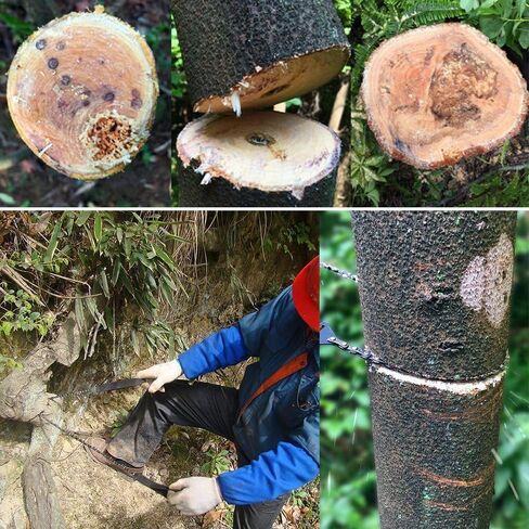 Justech جيب بالمنشار سلك المنشار 24 بوصة 33 الأسنان مسننة جيب بقاء المنشار لقطع الأشجار بالمنشار البقاء على قيد الحياة والعتاد مع 4 في 1 سوار Paracord للتخييم، وحقائب الظهر in Kuwait