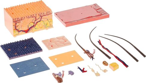 نموذج تشريح الجلد البشري Famemaster 4D-Vision in Kuwait