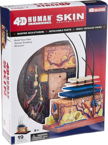 نموذج تشريح الجلد البشري Famemaster 4D-Vision in Kuwait