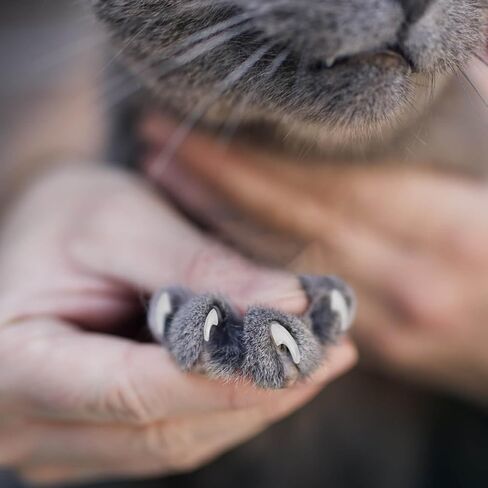 Cat Nail Caps with Glue - 20pcs Pet Kitten Cat Claw Caps Cat Claw Covers for Small Medium Large Cats - Crystal Gold M in Kuwait