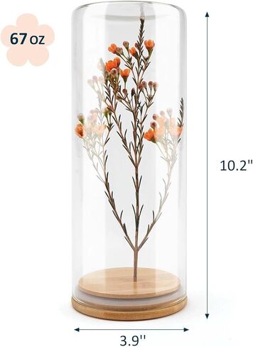 Wisedry Devinative Glass Jar Display مع قاعدة الخيزران للزهور المجففة 2.6 '× 7.1' ' in Kuwait