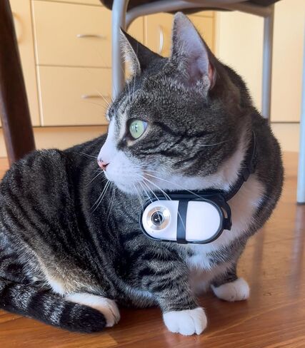 طوق كاميرا Cat Catcampro™ POV تسجيل فيديو بدقة 4 ساعات بدقة 1080 بكسل عالي الدقة مناسب للحيوانات الأليفة * 1M+ متابعو وسائل التواصل الاجتماعي * كاميرا داخلية/خارجية لا حاجة إلى WiFi (أبيض مع بطاقة SD) in Kuwait