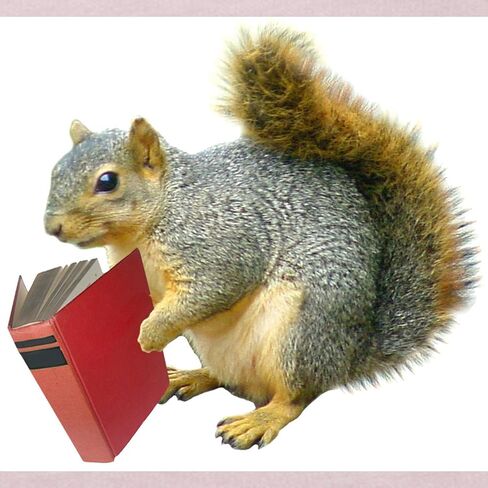 CafePress Squirrel with Book Toddler T Shirt Cute Toddler Graphic Tee, 100% Cotton in Saudi Arabia