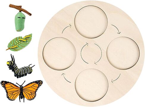 Montessori Life Growth Cycle Board Early #Educational for Preschool Kids, Butterfly in Saudi Arabia