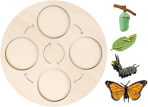 Montessori Life Growth Cycle Board Early #Educational for Preschool Kids, Butterfly in Saudi Arabia