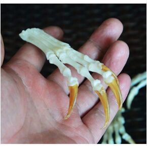 Wixine 1Pcs Fox Feet Articulated Bones Claws Paws Taxidermy