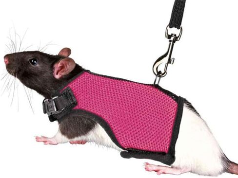 تسخير لينة قابل للتعديل أرنب تسخير المقود خنازير غينيا تسخير السلامة للأرانب خنازير غينيا تسخير أرنب تسخير الرصاص خنازير غينيا تسخير حبل الرصاص للحيوانات الأليفة الصغيرة الفئران الهامستر النمس in Kuwait