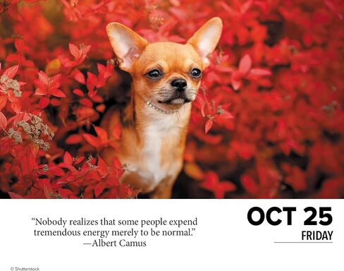 Willow Creek Press Dogs Daily 2024 Box/Desk Calendar (5.86" x 4.72") in Saudi Arabia